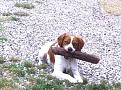 Clicca sull'immagine per ingrandirla. 

Nome:   Immagine 631.jpg 
Visite: 311 
Dimensione: 61.7 KB 
ID: 2146083