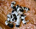 Clicca sull'immagine per ingrandirla. 

Nome:   cuccioli 5 giorni.jpg 
Visite: 687 
Dimensione: 56.4 KB 
ID: 2147778