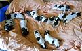 Clicca sull'immagine per ingrandirla. 

Nome:   cuccioli a 5 giorni.jpg 
Visite: 690 
Dimensione: 59.5 KB 
ID: 2147779