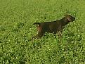 Clicca sull'immagine per ingrandirla. 

Nome:   Togo1.jpg 
Visite: 451 
Dimensione: 31.0 KB 
ID: 2148714