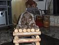 Clicca sull'immagine per ingrandirla. 

Nome:   SAM_1996.jpg 
Visite: 440 
Dimensione: 53.8 KB 
ID: 2149041