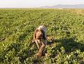 Clicca sull'immagine per ingrandirla. 

Nome:   Brunello.jpg 
Visite: 253 
Dimensione: 58.8 KB 
ID: 2150975