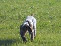 Clicca sull'immagine per ingrandirla. 

Nome:   Brunello in cerca.jpg 
Visite: 257 
Dimensione: 59.8 KB 
ID: 2150977