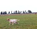 Clicca sull'immagine per ingrandirla. 

Nome:   MACHO 5 MESI .JPG 
Visite: 428 
Dimensione: 37.7 KB 
ID: 2151944