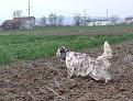 Clicca sull'immagine per ingrandirla. 

Nome:   MELBA.jpg 
Visite: 439 
Dimensione: 63.7 KB 
ID: 2152878