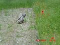 Clicca sull'immagine per ingrandirla. 

Nome:   z.jpg 
Visite: 369 
Dimensione: 62.1 KB 
ID: 2154325