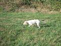 Clicca sull'immagine per ingrandirla.&nbsp;

Nome:   Foto cuccioli 12 settembre 023.jpg&nbsp;
Visite: 350&nbsp;
Dimensione: 60.2 KB&nbsp;
ID: 2156796