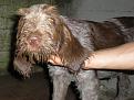 Clicca sull'immagine per ingrandirla.&nbsp;

Nome:   DSCN1342.jpg&nbsp;
Visite: 365&nbsp;
Dimensione: 60.1 KB&nbsp;
ID: 2157158