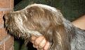 Clicca sull'immagine per ingrandirla.&nbsp;

Nome:   DSCN1345.jpg&nbsp;
Visite: 372&nbsp;
Dimensione: 59.2 KB&nbsp;
ID: 2157160