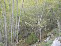 Clicca sull'immagine per ingrandirla.&nbsp;

Nome:   DSCN1851.jpg&nbsp;
Visite: 294&nbsp;
Dimensione: 56.1 KB&nbsp;
ID: 2157524