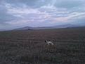 Clicca sull'immagine per ingrandirla. 

Nome:   foto 106.jpg 
Visite: 1559 
Dimensione: 55.7 KB 
ID: 2158497