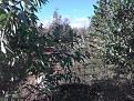 Clicca sull'immagine per ingrandirla.&nbsp;

Nome:   foto 221.jpg&nbsp;
Visite: 232&nbsp;
Dimensione: 60.6 KB&nbsp;
ID: 2158865