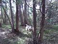 Clicca sull'immagine per ingrandirla.&nbsp;

Nome:   foto 227.jpg&nbsp;
Visite: 245&nbsp;
Dimensione: 59.9 KB&nbsp;
ID: 2158867