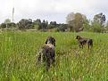 Clicca sull'immagine per ingrandirla. 

Nome:   Bruna &amp;amp; Beccaccini...e  setter.jpg 
Visite: 344 
Dimensione: 60.5 KB 
ID: 2161196