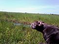 Clicca sull'immagine per ingrandirla. 

Nome:   Bruna di S.B.  su croccolone.jpg 
Visite: 366 
Dimensione: 56.7 KB 
ID: 2161330