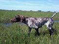 Clicca sull'immagine per ingrandirla. 

Nome:   Roxy vom E.F. su croccolone.jpg 
Visite: 380 
Dimensione: 58.3 KB 
ID: 2161331