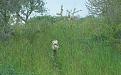 Clicca sull'immagine per ingrandirla. 

Nome:   100_1972.jpg 
Visite: 338 
Dimensione: 58.8 KB 
ID: 2161431