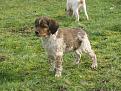 Clicca sull'immagine per ingrandirla. 

Nome:   Cucciolo francese.jpg 
Visite: 646 
Dimensione: 58.7 KB 
ID: 2162563
