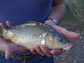 Clicca sull'immagine per ingrandirla. 

Nome:   Carpaspecchi1.jpg 
Visite: 502 
Dimensione: 55.9 KB 
ID: 2162700
