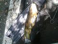 Clicca sull'immagine per ingrandirla. 

Nome:   uploadfromtaptalk1369586297794.jpg 
Visite: 532 
Dimensione: 61.8 KB 
ID: 2162709
