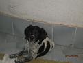 Clicca sull'immagine per ingrandirla. 

Nome:   P9080938.jpg 
Visite: 381 
Dimensione: 28.3 KB 
ID: 2164361