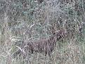 Clicca sull'immagine per ingrandirla. 

Nome:   gennaio 2014 144.jpg 
Visite: 298 
Dimensione: 60.2 KB 
ID: 2166949