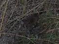 Clicca sull'immagine per ingrandirla. 

Nome:   gennaio 2014 134.jpg 
Visite: 294 
Dimensione: 57.2 KB 
ID: 2166950