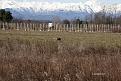 Clicca sull'immagine per ingrandirla. 

Nome:   011-b03.jpg 
Visite: 414 
Dimensione: 57.9 KB 
ID: 2167235