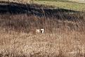 Clicca sull'immagine per ingrandirla. 

Nome:   001-b03 Arno e Romu.jpg 
Visite: 298 
Dimensione: 53.5 KB 
ID: 2167244
