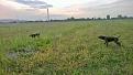 Clicca sull'immagine per ingrandirla. 

Nome:   10629698_10201891350765644_7298148872972693120_n.jpg 
Visite: 274 
Dimensione: 58.4 KB 
ID: 2171467