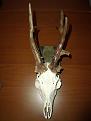 Clicca sull'immagine per ingrandirla. 

Nome:   DSCF4972.jpg 
Visite: 1054 
Dimensione: 23.5 KB 
ID: 2171548