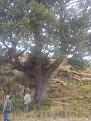 Clicca sull'immagine per ingrandirla. 

Nome:   carrubbo.jpg 
Visite: 2465 
Dimensione: 58.5 KB 
ID: 2171738