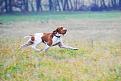 Clicca sull'immagine per ingrandirla. 

Nome:   bracco italiano.jpg 
Visite: 223 
Dimensione: 7.0 KB 
ID: 2175280