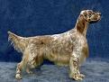 Clicca sull'immagine per ingrandirla. 

Nome:   setter.jpg 
Visite: 222 
Dimensione: 8.4 KB 
ID: 2175281