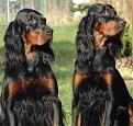 Clicca sull'immagine per ingrandirla. 

Nome:   setter gordon.jpg 
Visite: 236 
Dimensione: 9.8 KB 
ID: 2175284