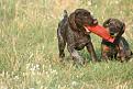 Clicca sull'immagine per ingrandirla. 

Nome:   34552_1513274279437_4030131_n.jpg 
Visite: 451 
Dimensione: 61.7 KB 
ID: 2176892