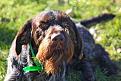 Clicca sull'immagine per ingrandirla. 

Nome:   11146391_10205847781061325_1418573697350649536_o.jpg 
Visite: 422 
Dimensione: 59.1 KB 
ID: 2176895