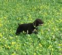 Clicca sull'immagine per ingrandirla. 

Nome:   balto 1.jpg 
Visite: 284 
Dimensione: 65.1 KB 
ID: 2177575