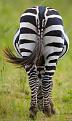 Clicca sull'immagine per ingrandirla. 

Nome:   zebra.jpg 
Visite: 218 
Dimensione: 9.9 KB 
ID: 2180011