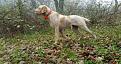 Clicca sull'immagine per ingrandirla. 

Nome:   spinone.jpg 
Visite: 671 
Dimensione: 63.1 KB 
ID: 2180475