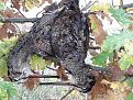 Clicca sull'immagine per ingrandirla. 

Nome:   mini_20191031_154254.jpg 
Visite: 179 
Dimensione: 67.8 KB 
ID: 2180969