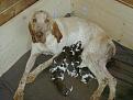 Clicca sull'immagine per ingrandirla. 

Nome:   cuccioli mela 030.jpg 
Visite: 641 
Dimensione: 38.3 KB 
ID: 2185028