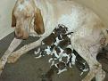 Clicca sull'immagine per ingrandirla. 

Nome:   cuccioli mela 033.jpg 
Visite: 599 
Dimensione: 40.6 KB 
ID: 2185030