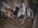 Clicca sull'immagine per ingrandirla. 

Nome:   PICT1044.jpg 
Visite: 588 
Dimensione: 32.4 KB 
ID: 2185134