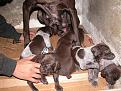 Clicca sull'immagine per ingrandirla. 

Nome:   DSCN2383.jpg 
Visite: 614 
Dimensione: 61.1 KB 
ID: 2186813