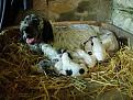 Clicca sull'immagine per ingrandirla. 

Nome:   DSCN7763.jpg 
Visite: 989 
Dimensione: 58.3 KB 
ID: 2188202
