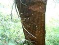 Clicca sull'immagine per ingrandirla. 

Nome:   CAM_1000.jpg 
Visite: 660 
Dimensione: 63.9 KB 
ID: 2190143