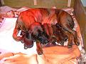 Clicca sull'immagine per ingrandirla. 

Nome:   cuccioli 1.jpg 
Visite: 561 
Dimensione: 62.2 KB 
ID: 2190243
