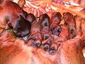 Clicca sull'immagine per ingrandirla. 

Nome:   cuccioli 2.jpg 
Visite: 530 
Dimensione: 61.8 KB 
ID: 2190244