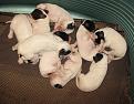 Clicca sull'immagine per ingrandirla. 

Nome:   cuccioli di milano.jpg 
Visite: 225 
Dimensione: 60.8 KB 
ID: 2192238